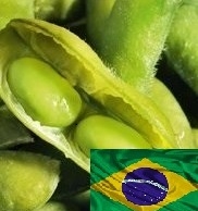 Lack of rain in Brazil reduces crop soybeans