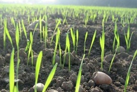 Recent rainfall improved crop condition in Ukraine