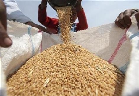 На тендері в Єгипті знову перемагає румунська та російська пшениця, що на 3-5 доларів дорожче, як тиждень тому