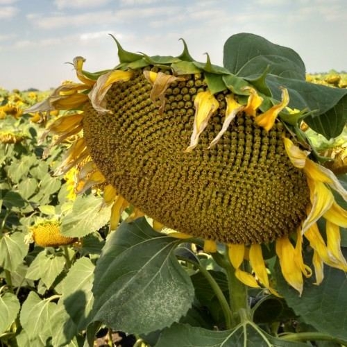 Romanian sunflower prices near record high