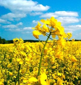 On the European market increases the deficit of rapeseed but the price falls