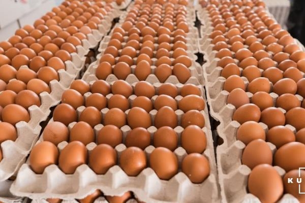 У 2025 р Україна збільшила експорт яєць на 77% до 137,5 тис т