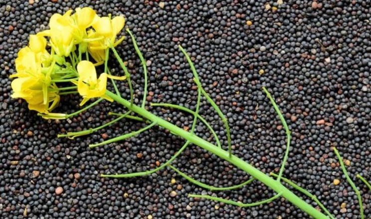 Canola prices fell another 2% under pressure from the threat of a halt to trade talks between the US and Canada, losing almost 9% for the week