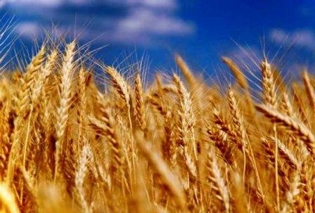 Пшеничні ринки продовжують зростання