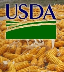 The USDA report collapse of corn prices