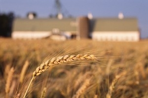 Вартість пшениці на європейських біржах впала після повідомлення Мінсельхозу РФ.