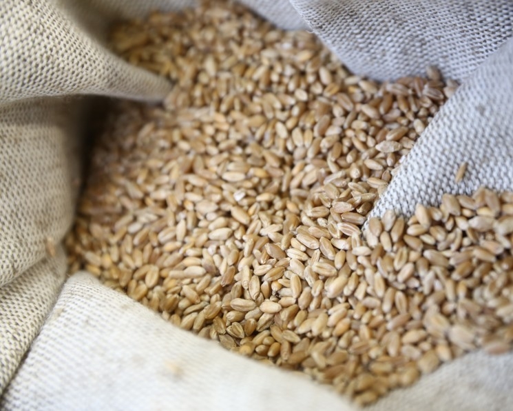 Котировки пшеницы ускорили снижение на биржах после выхода январского отчета в USDA и IGS