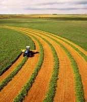 Дефіцит опадів в ЄС та на південних рівнинах США знижує прогнози виробництва пшениці