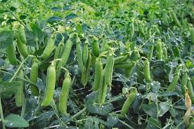 Ukraine will increase production and exports of peas in 2017/18МР