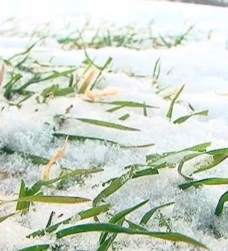 Морози в Україні не завдали шкоди озимині