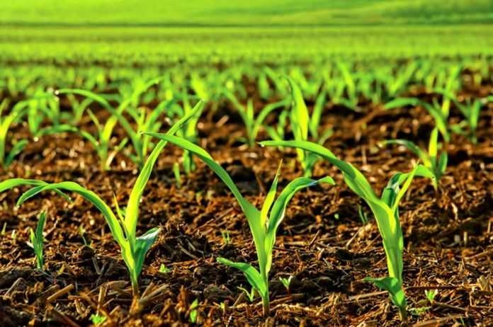 Снижение экспертами USDA прогноза площадей сева кукурузы поддержало котировку