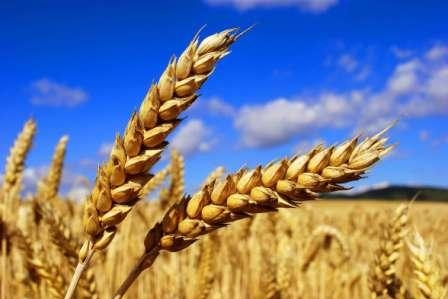 U.S. wheat rose significantly at the end of the trading week