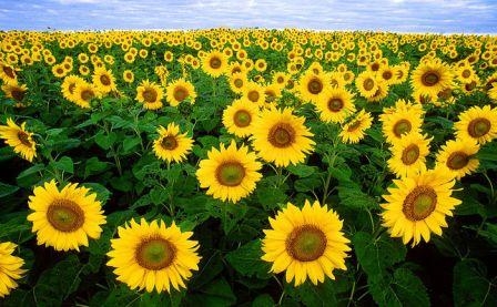 The approach the record harvest of sunflower collapsing prices