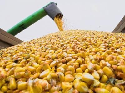 Знижено прогноз врожаю української кукурудзи в поточному сезоні