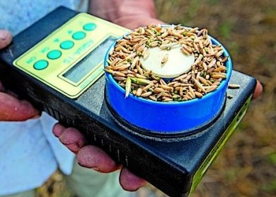 Избыток предложений пшеницы усиливает требования к качеству