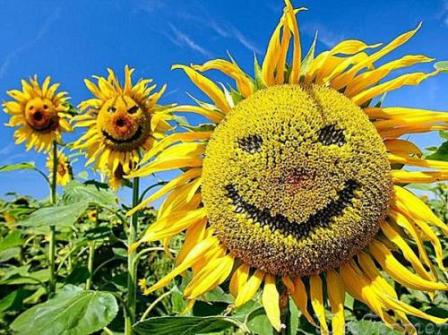 Sunflower prices rise after the price of oil