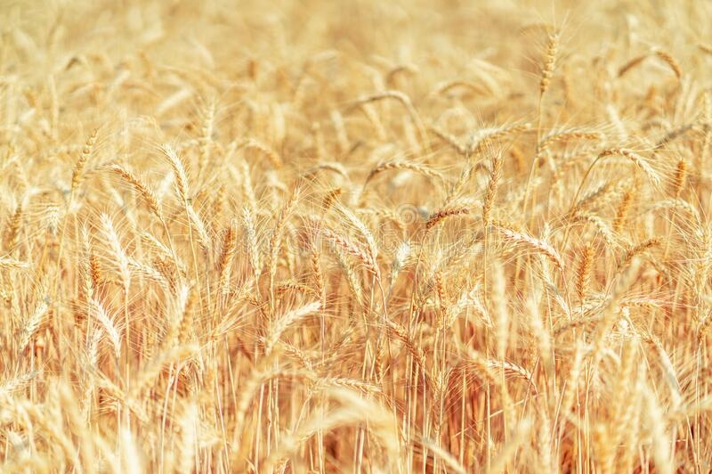Цены на черноморскую пшеницу могут ускорить снижение после тендера в Египте