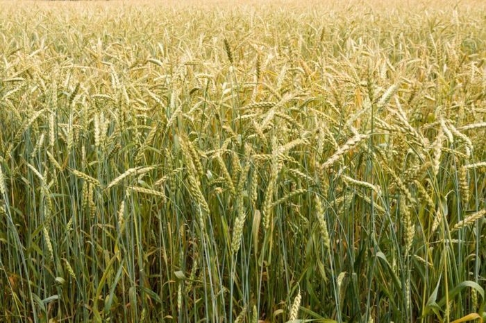 Strategie Grains знизила прогноз урожаю пшениці в ЄС на старті збирання врожаю