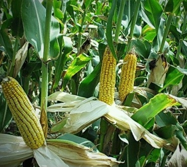 Stone X analysts predict an increase in corn and soybean yields in the US, which could significantly adjust prices after the release of the USDA's September balance sheet