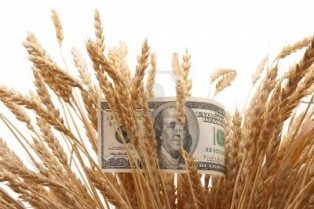 Пшениця в Чикаго дорожчає третій день поспіль