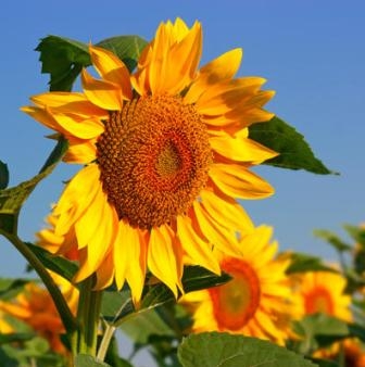 The lower demand for oil lowers the price of sunflower
