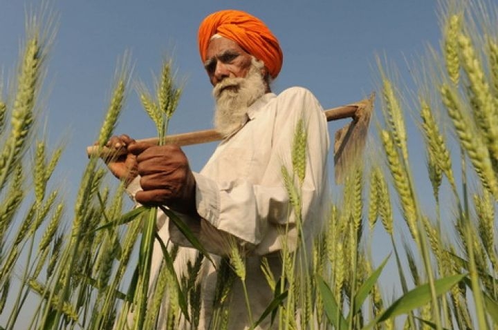 India plans to collect a record harvest of wheat and actively buys it for the state reserve
