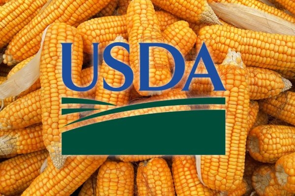 Unexpectedly bearish USDA report lowered the price of corn 