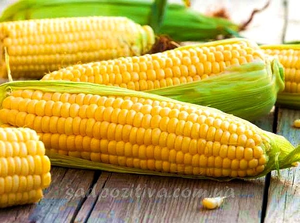 Туніс провів результативний тендер по закупівлі кукурудзи