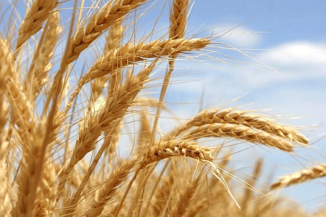 Пшениця в США та Європі ще більше подешевшала після торгів в Єгипті