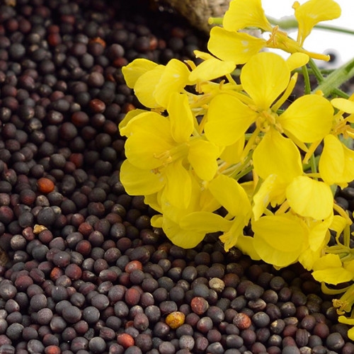 Котирування на нафту та ріпак продовжують зростати, хоча фондовий ринок США сподівається на швидке закінчення війни з Іраном 