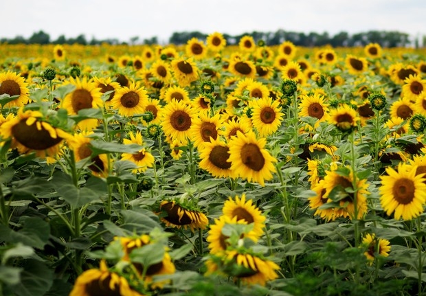 Purchase prices for sunflower seeds in Russia have sharply decreased