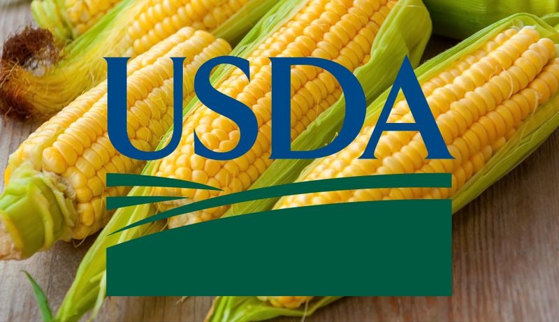 USDA не сильно змінив світовий баланс кукурудзи, але котирування виросли, реагуючи на зменшення запасів у США 