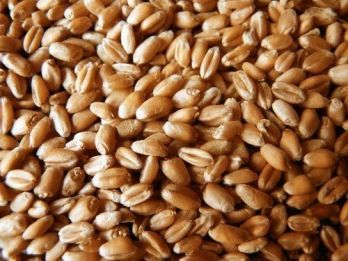 Цены на пшеницу на американских рынках растут