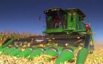 Погода коригує темпи збирання зернових в Україні