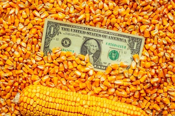 Експортний попит на кукурудзу в Україні різко знизився