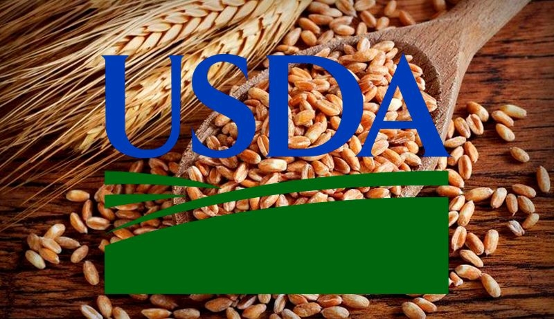 USDA знову різко підвищив прогнози світового виробництва та кінцевих запасів пшениці на 2025/26 МР, що посилить тиск котирування найближчими місяцями   