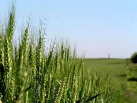 Урожайність української озимої пшениці у 2015 році сильно зменшиться