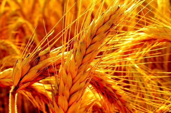 Американська пшениця відіграє свої позиції після падіння