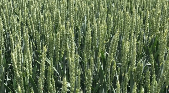 Прогнози врожаю пшениці в Росії та світу
