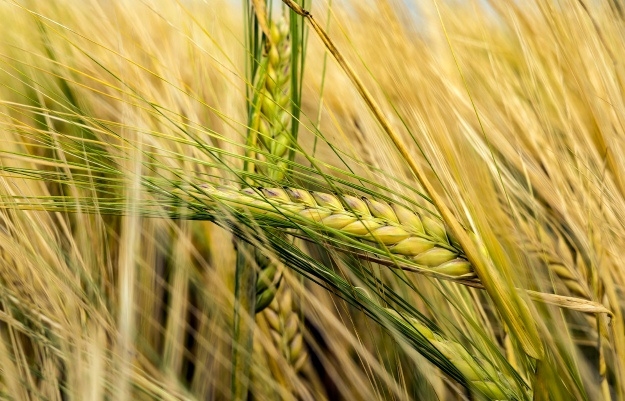 China has suspended imports of Australian barley