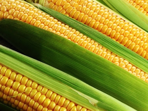 After a long speculative increase, corn prices fell by 7-8%