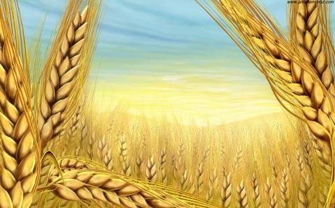 Американська пшениця: на біржах продовжується падіння