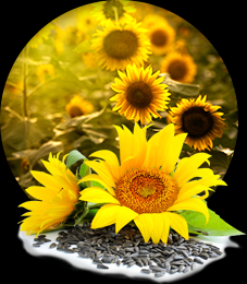 Sunflower prices are rising in support of the vegetable oil markets