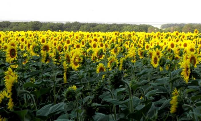 Врожай соняшнику в ЄС другий рік поспіль буде нижчим за середній, що підтримуватиме ціни