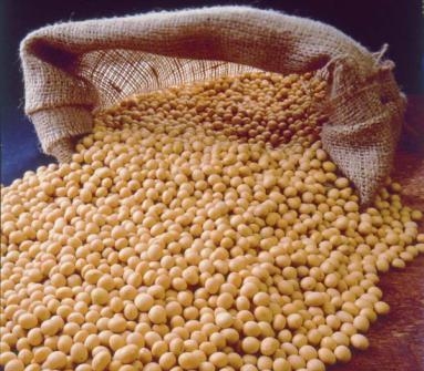 The price of rapeseeds and soybeans continues to grow