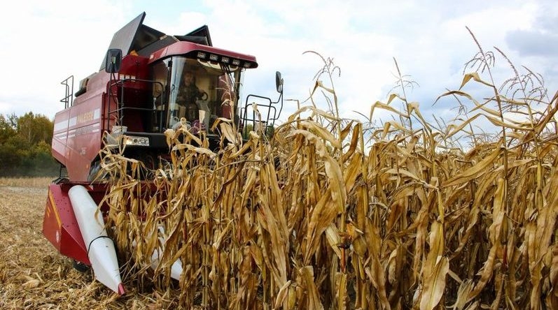 За тиждень в Україні обмолочено ще 5% площ кукурудзи, але незібраними залишаються 17% посівів