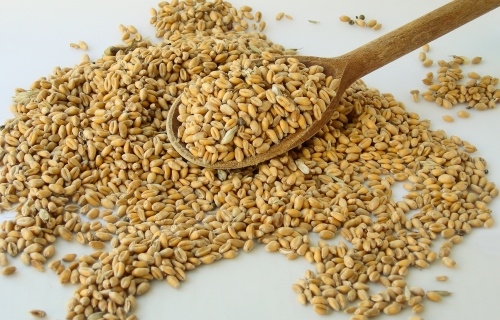 Російська пшениця знову серед переможців єгипетського тендеру