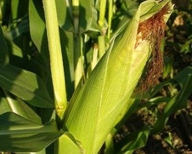 The corn market is awaiting today's bearish USDA report