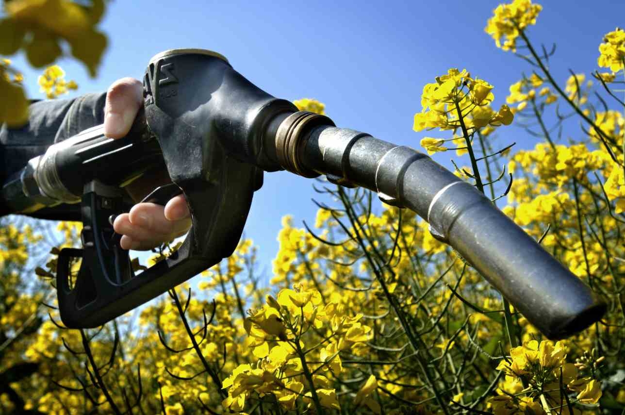 Ціни на олійні впали на 2,8% після рішення США про збільшення частки рослинних олій у пальному лише на 1%