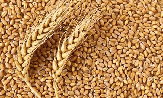 Demand for wheat is growing in Ukraine amid limited supply and active exports